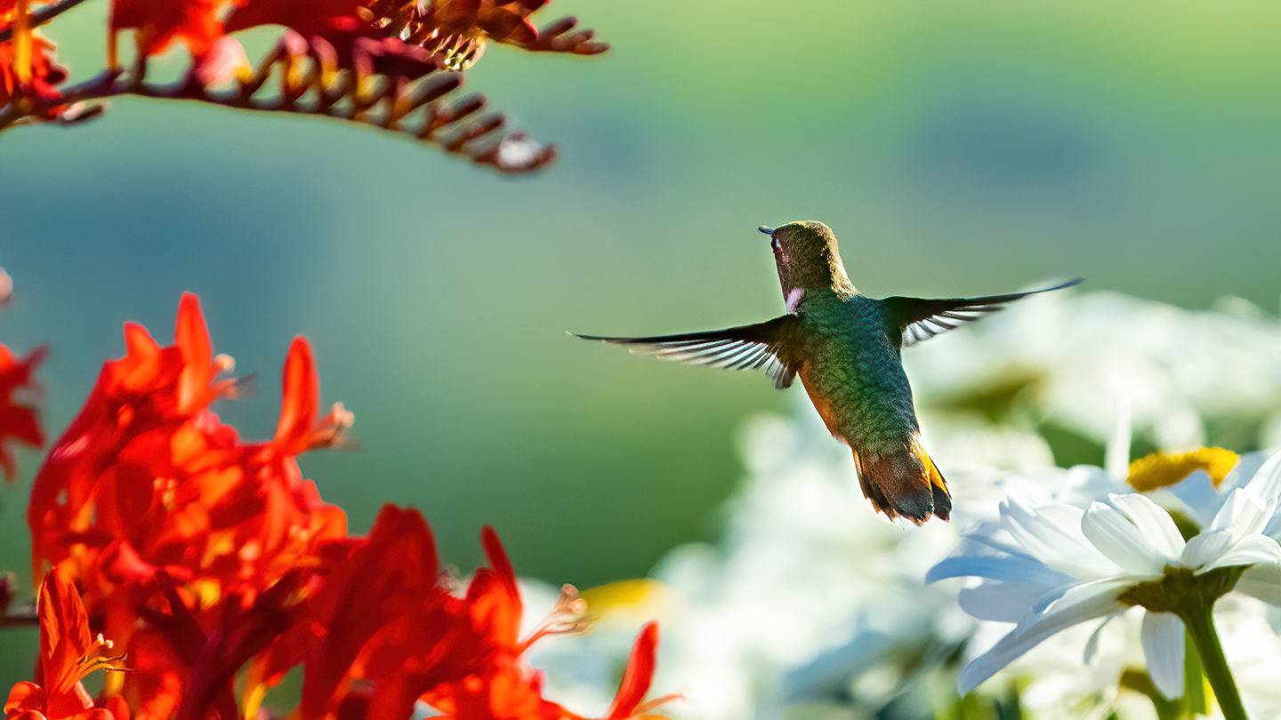 Washington Coast Humming Bird 17